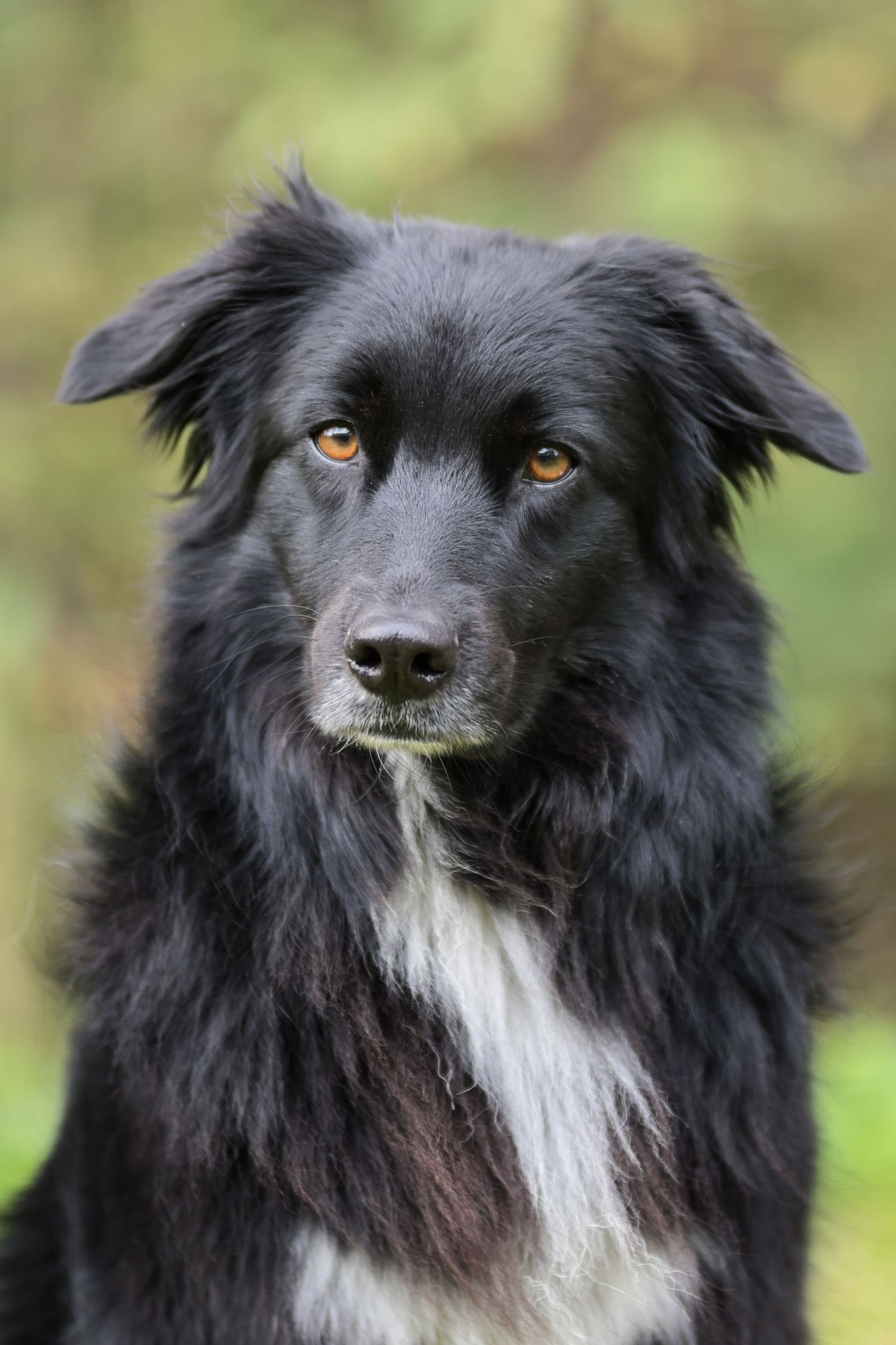 Australian Shepherd portrait