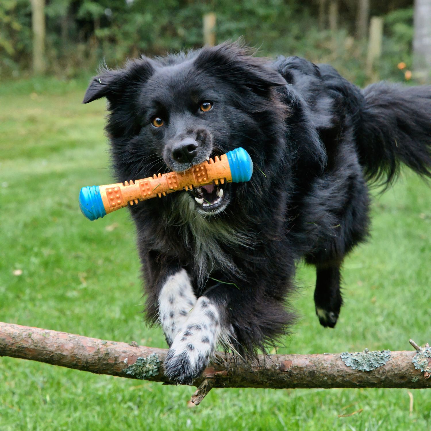 Australian Shepherd jumps with a toy in the mouth