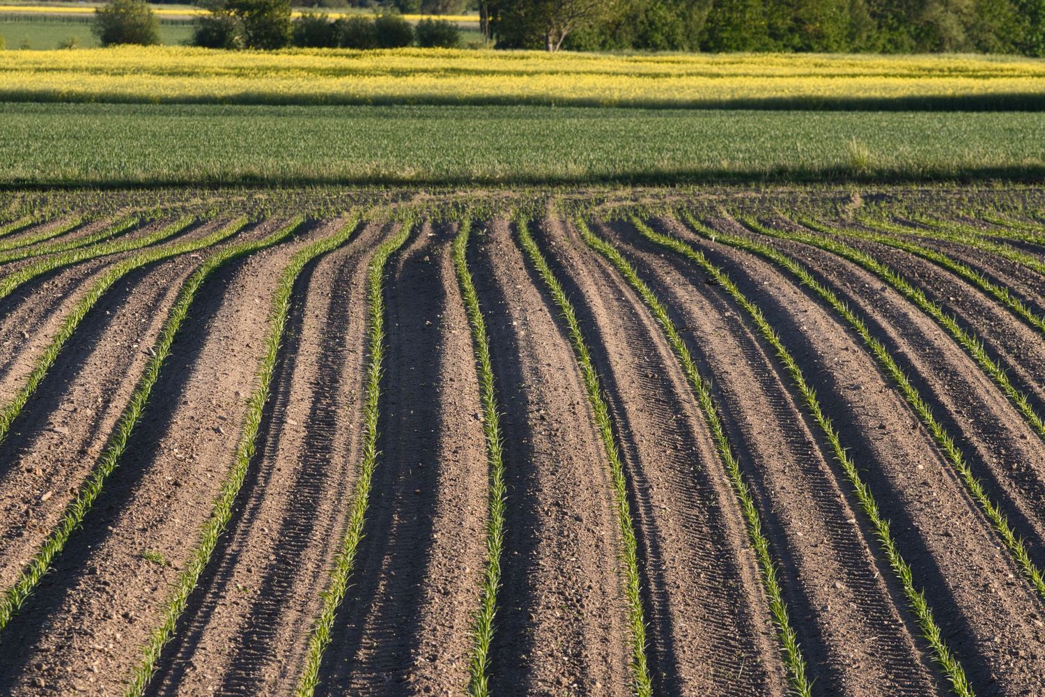 Odlingsrader med grönt och gult fält i bakgrunden