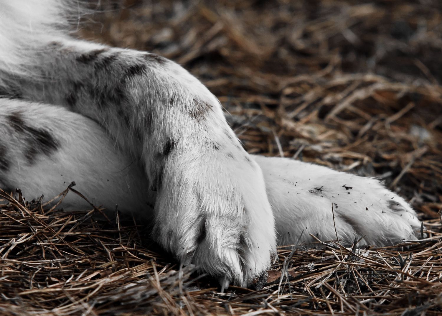 Crossed dog feet with brown background