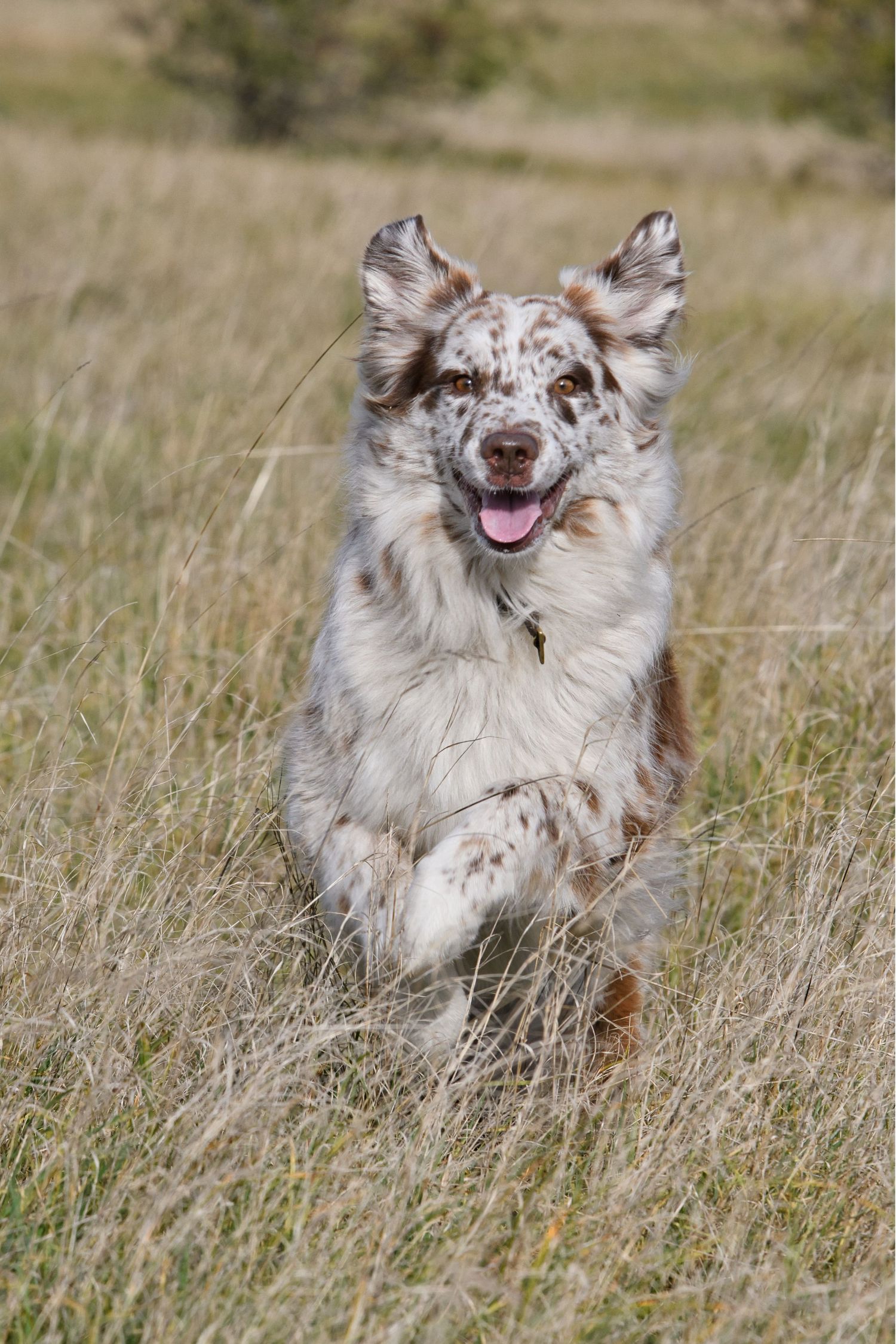Australian Shepherd running i high grass