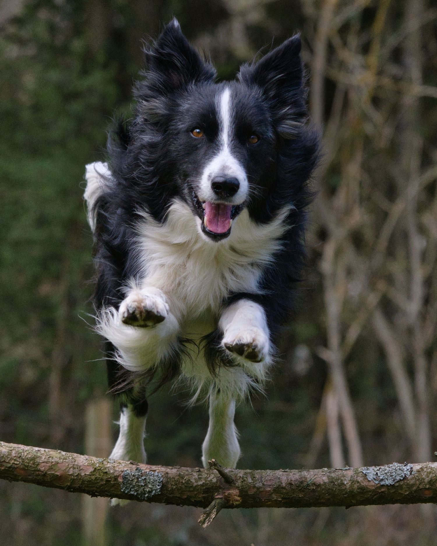 Border Collie hoppas över en pinne