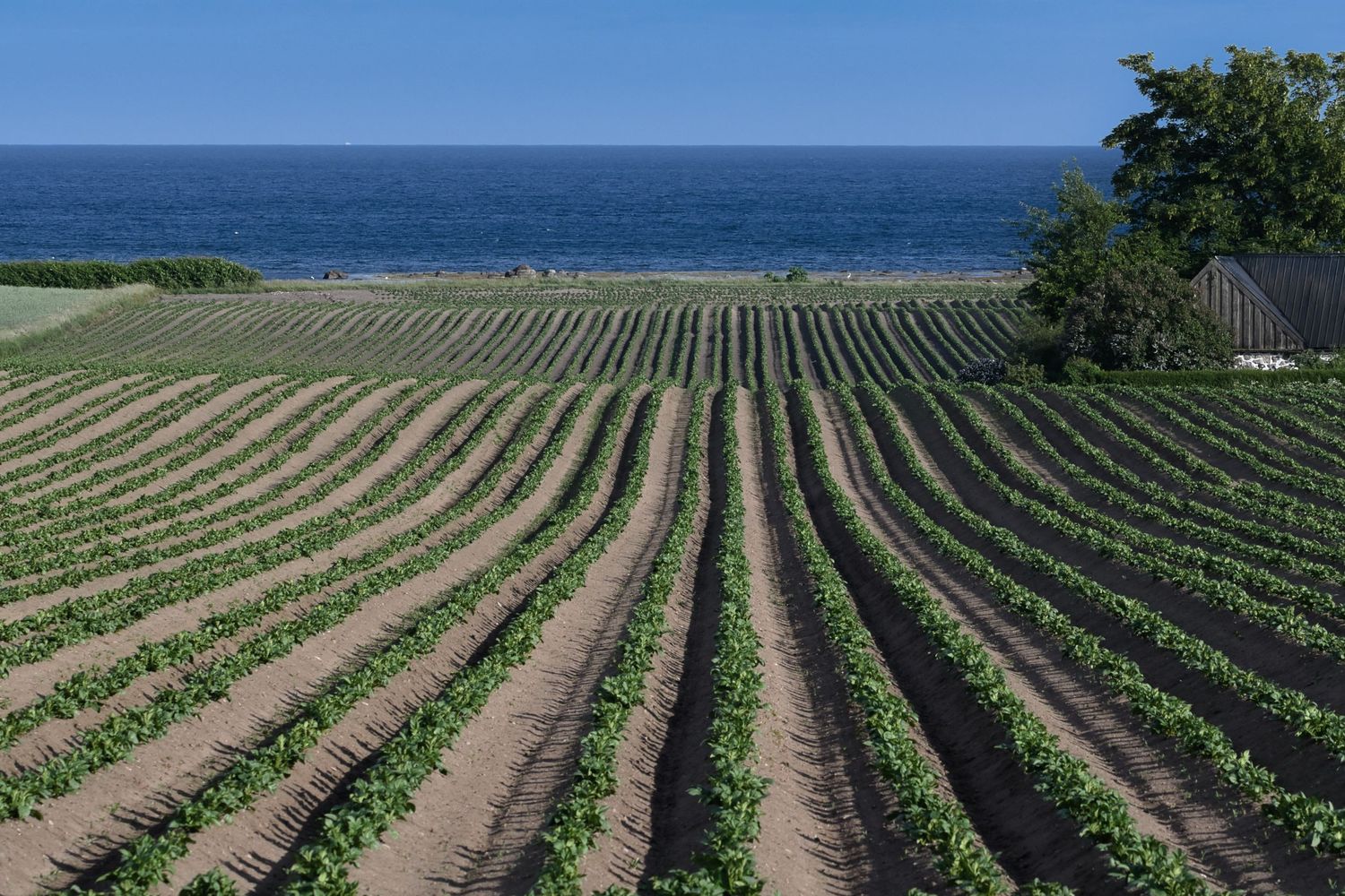 Odlingsrader ner mot havet