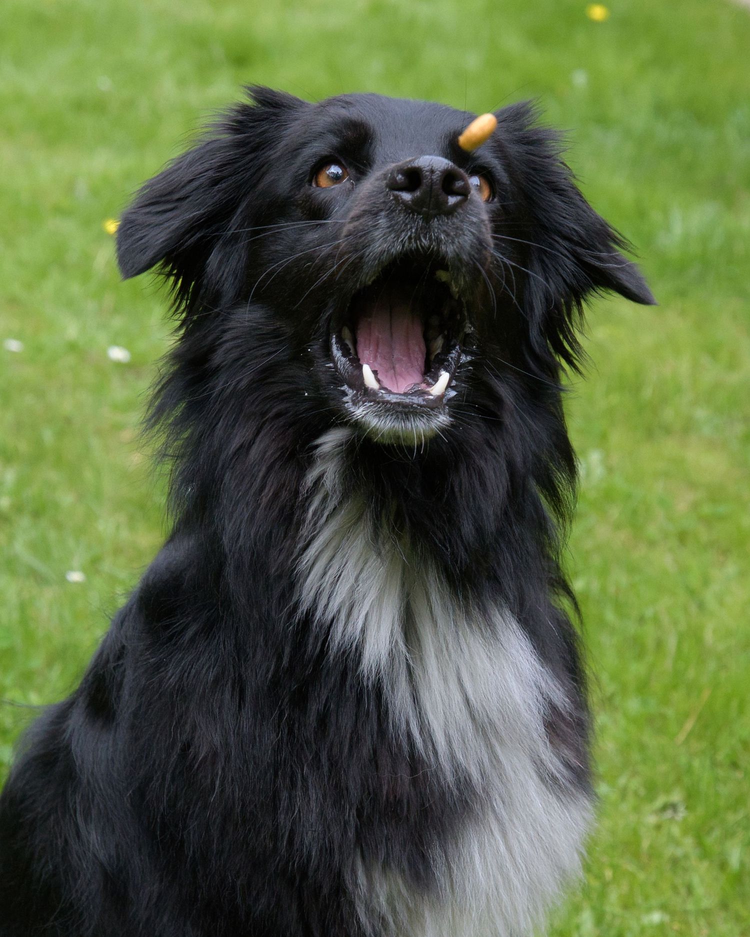Australian Shepher fångar hundgodis
