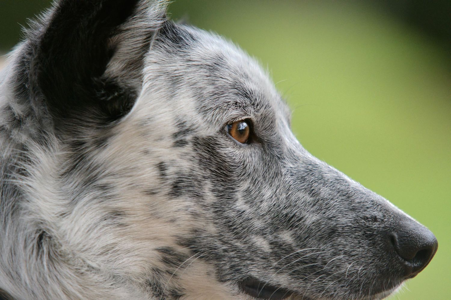 Border Collie in profile