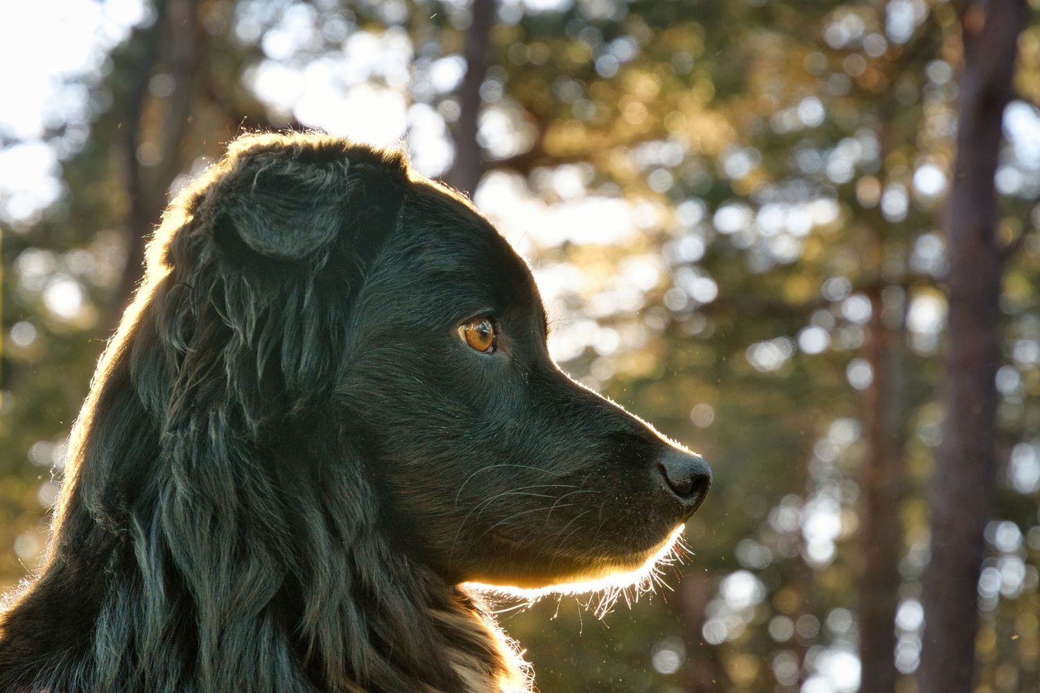 Australian Shepherd  i profil med motljus