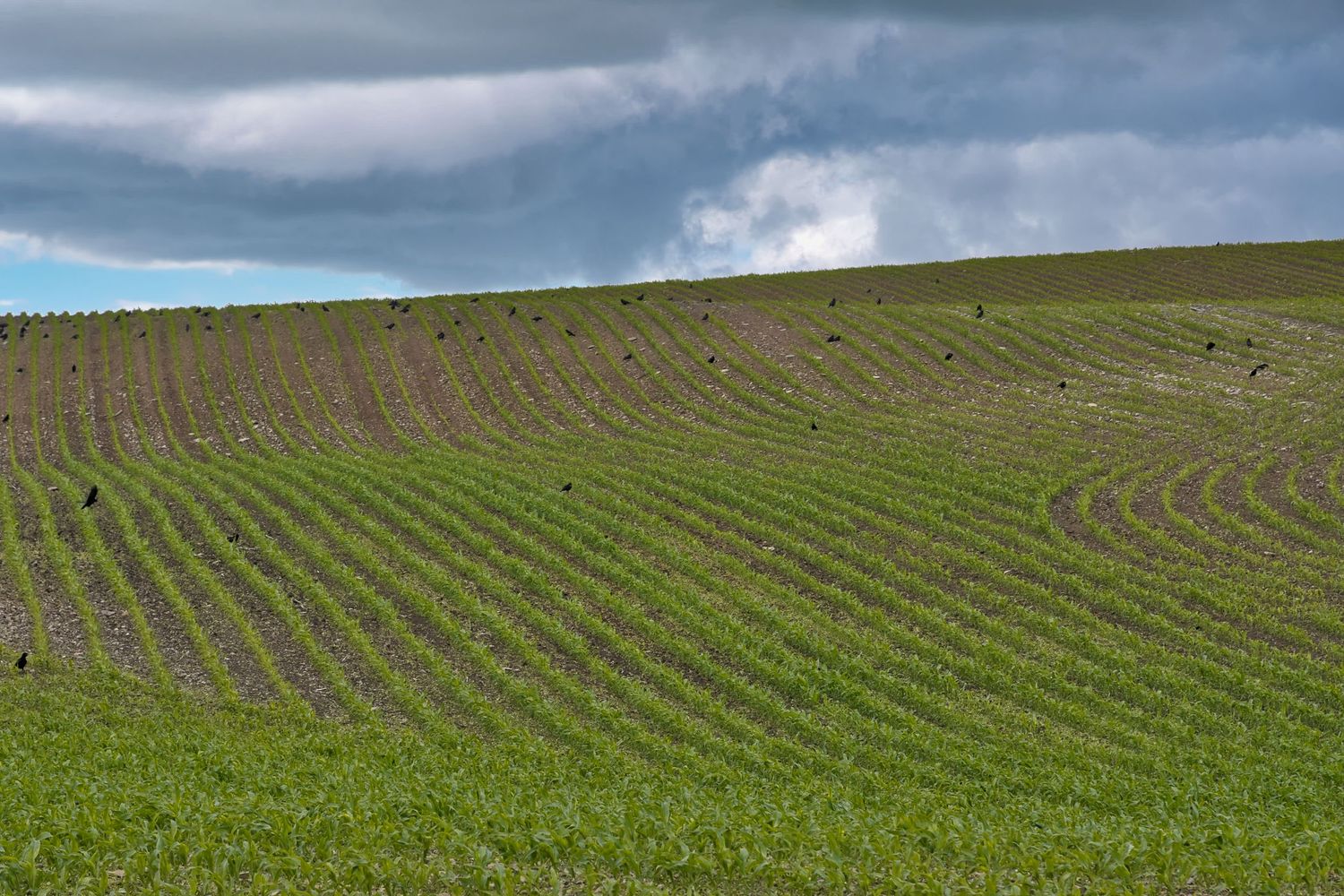 A field with crows