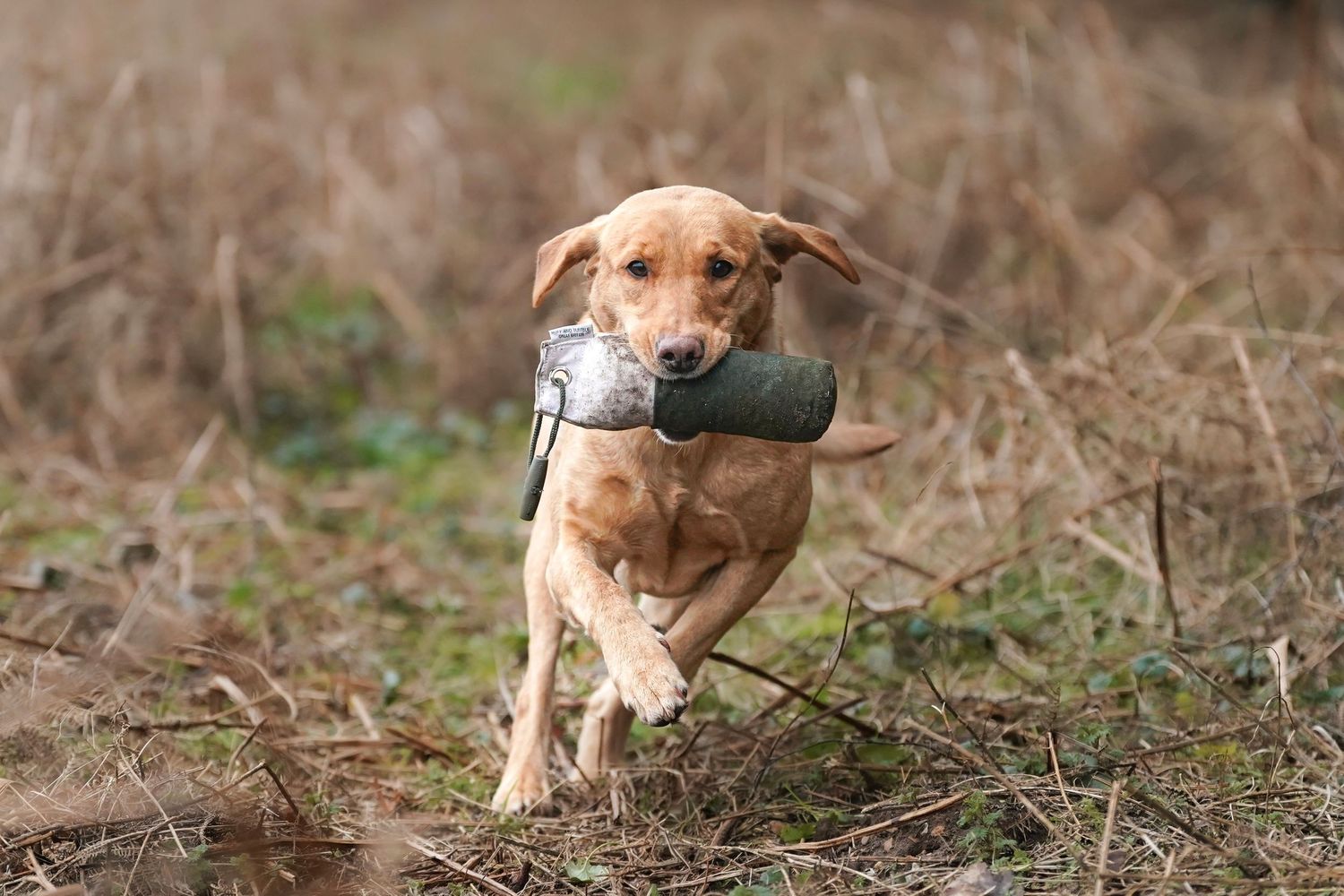 Labrador runs through dry grass carrying a green training dummy.