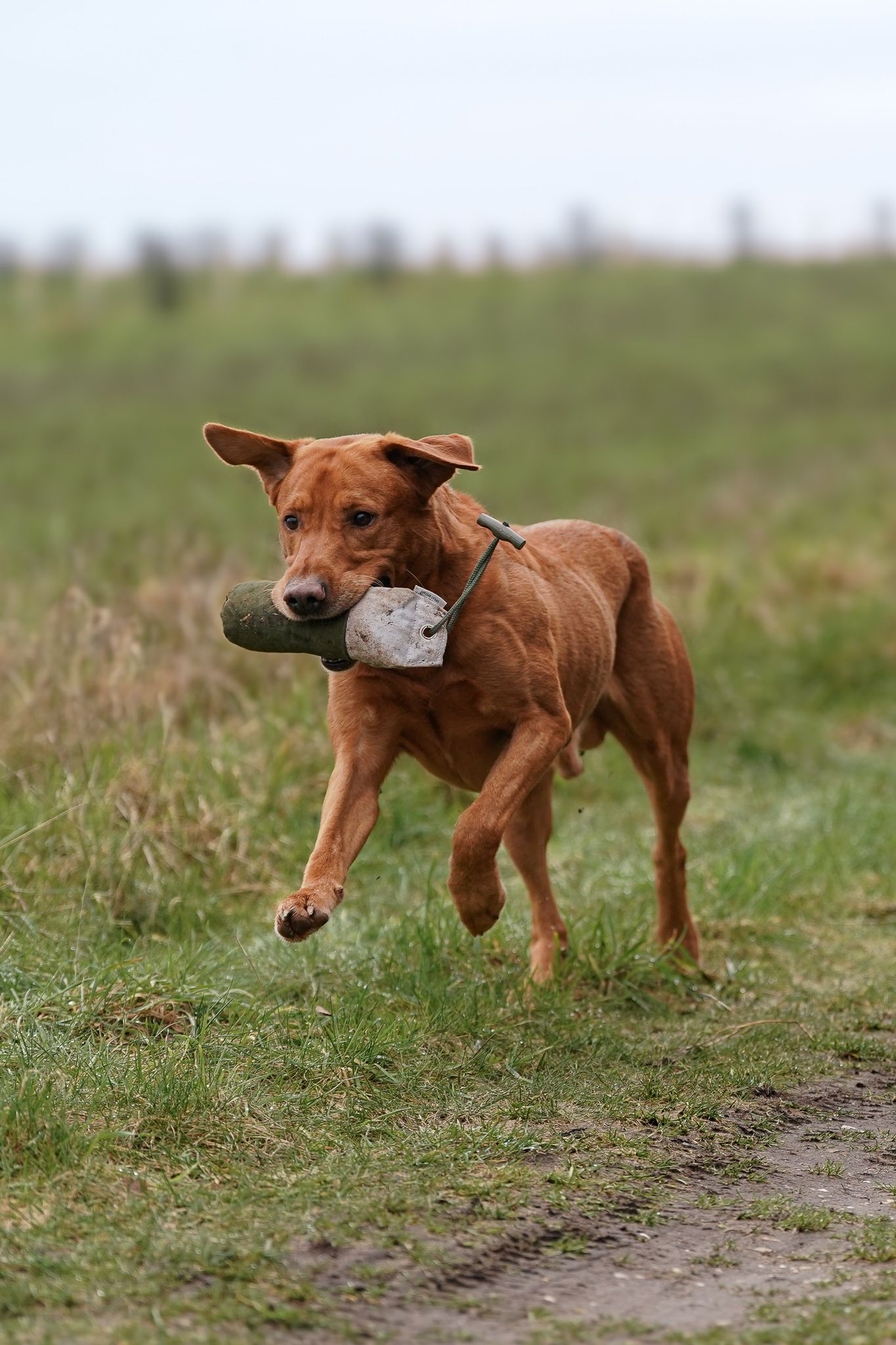 A fox red Labrador runs across a grassy field carrying a green and white training dummy in its mouth.