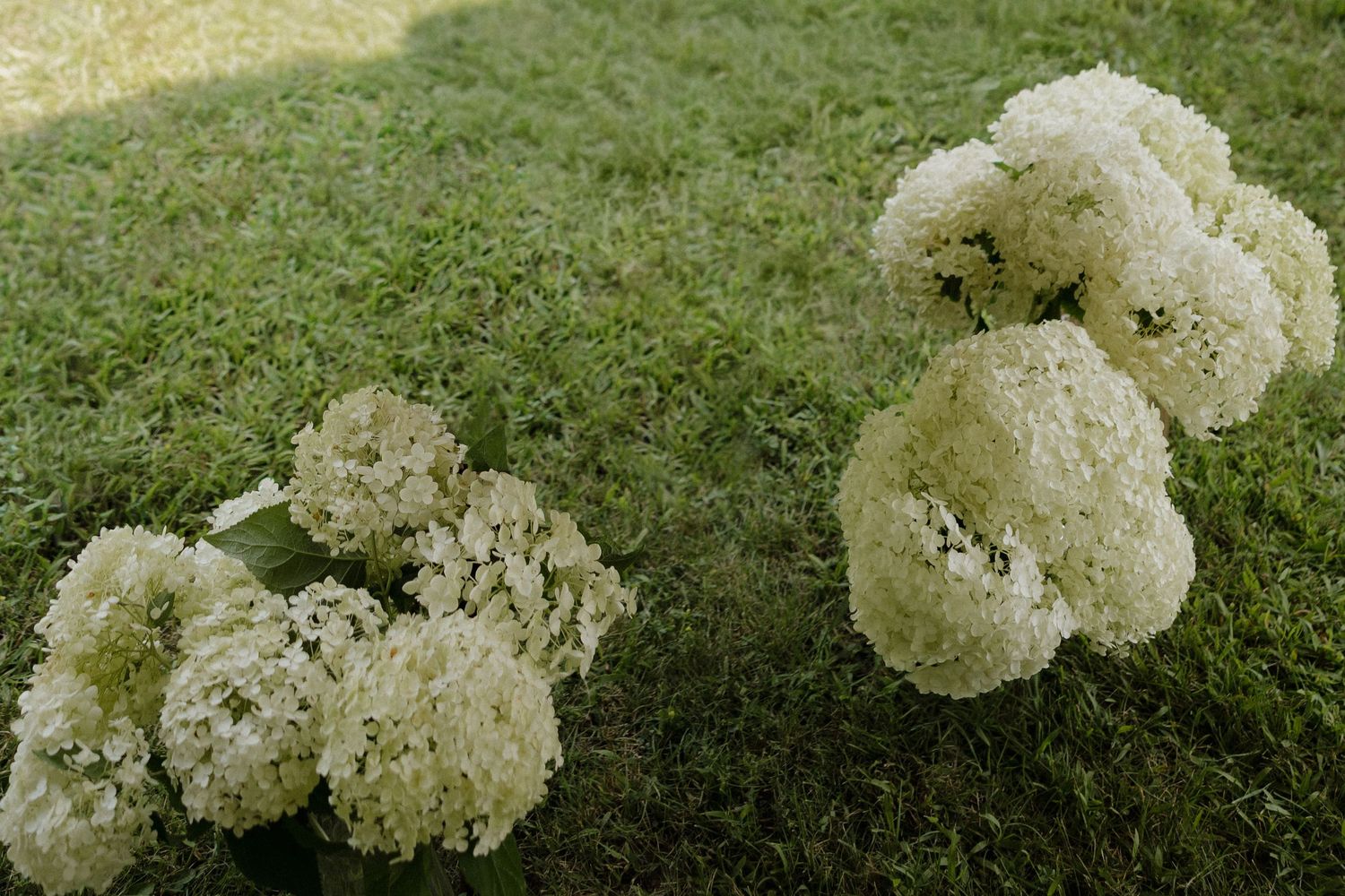 White hydrangea bouquets clustered together on a green grass lawn at an outdoor garden event.