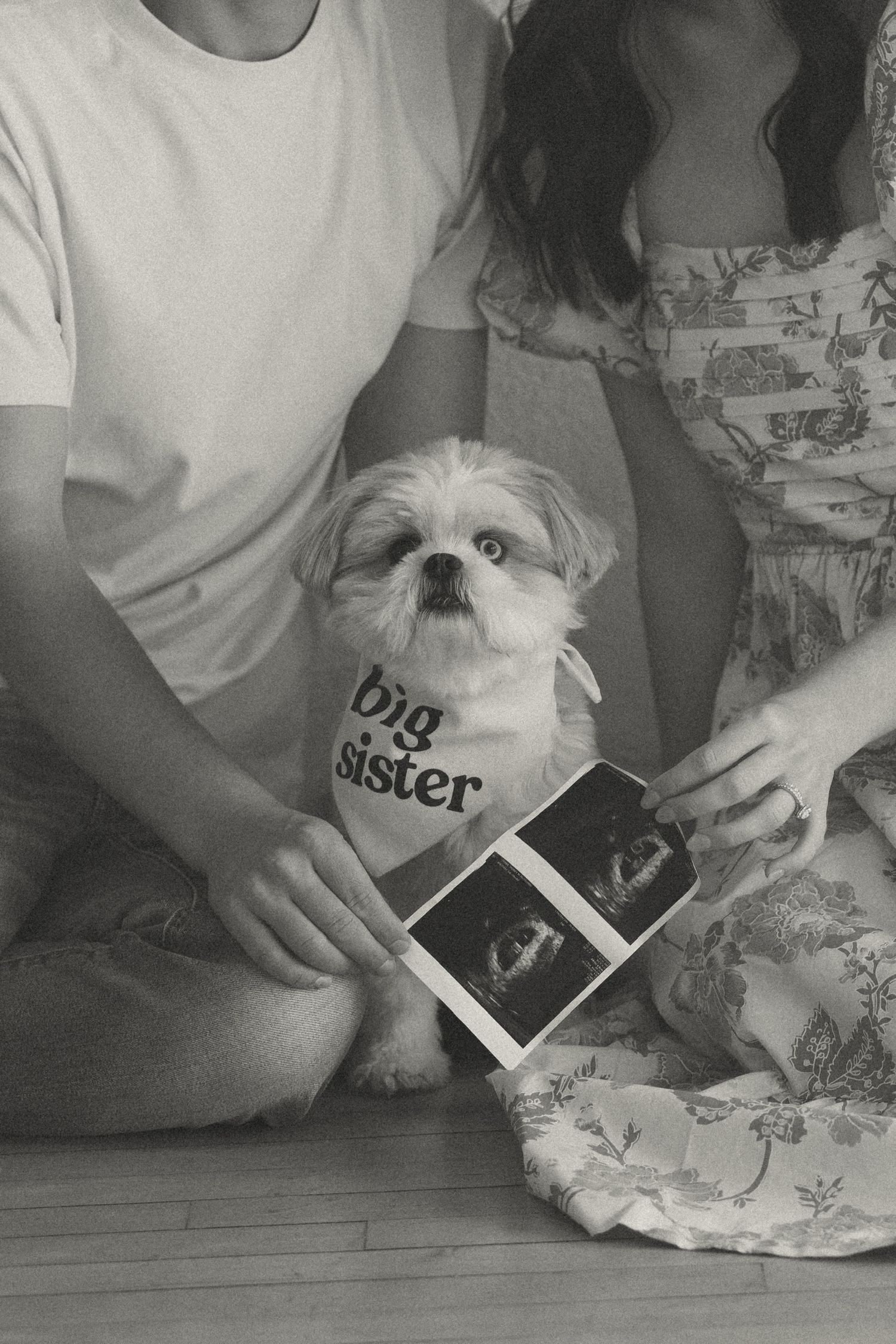 Couple and Shih Tzu dog wearing big sister bandana holding ultrasound photos for pregnancy announcement.