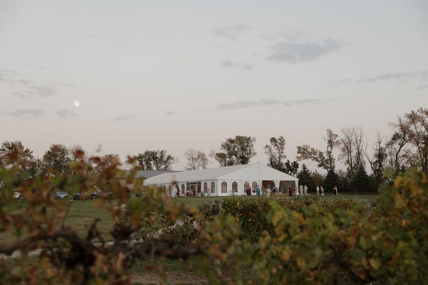 vineyard wedding at sunset