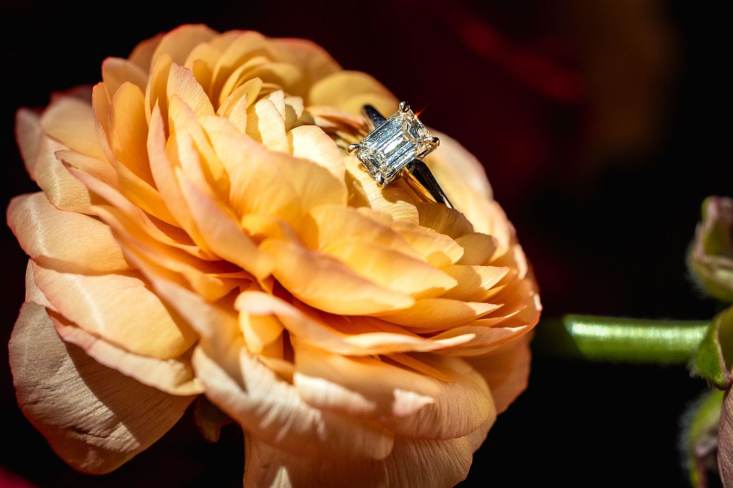 Close-up of peach-colored roses with a sparkling diamond ring nestled among the petals.
