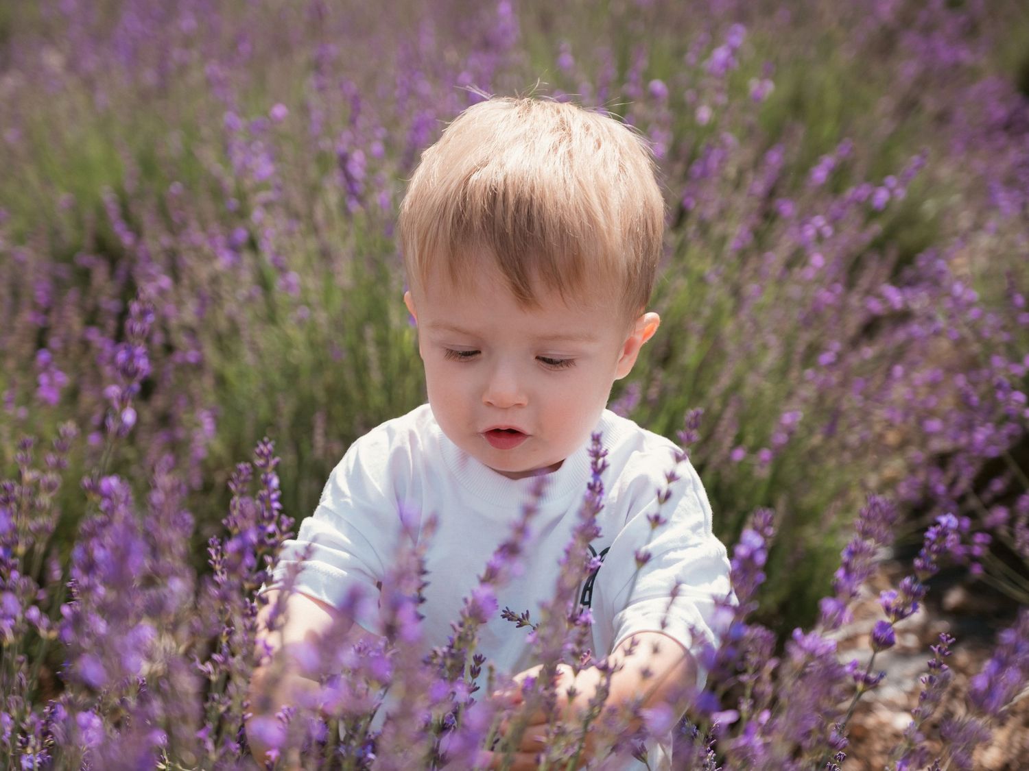 Toddler in lavender fields