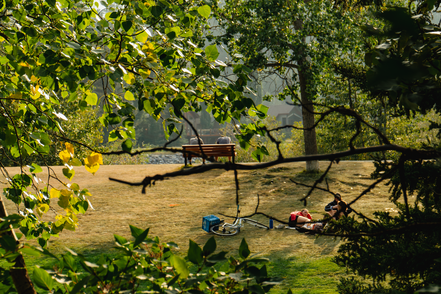 Sunlit garden scene through tree branches with scattered toys on grass below.