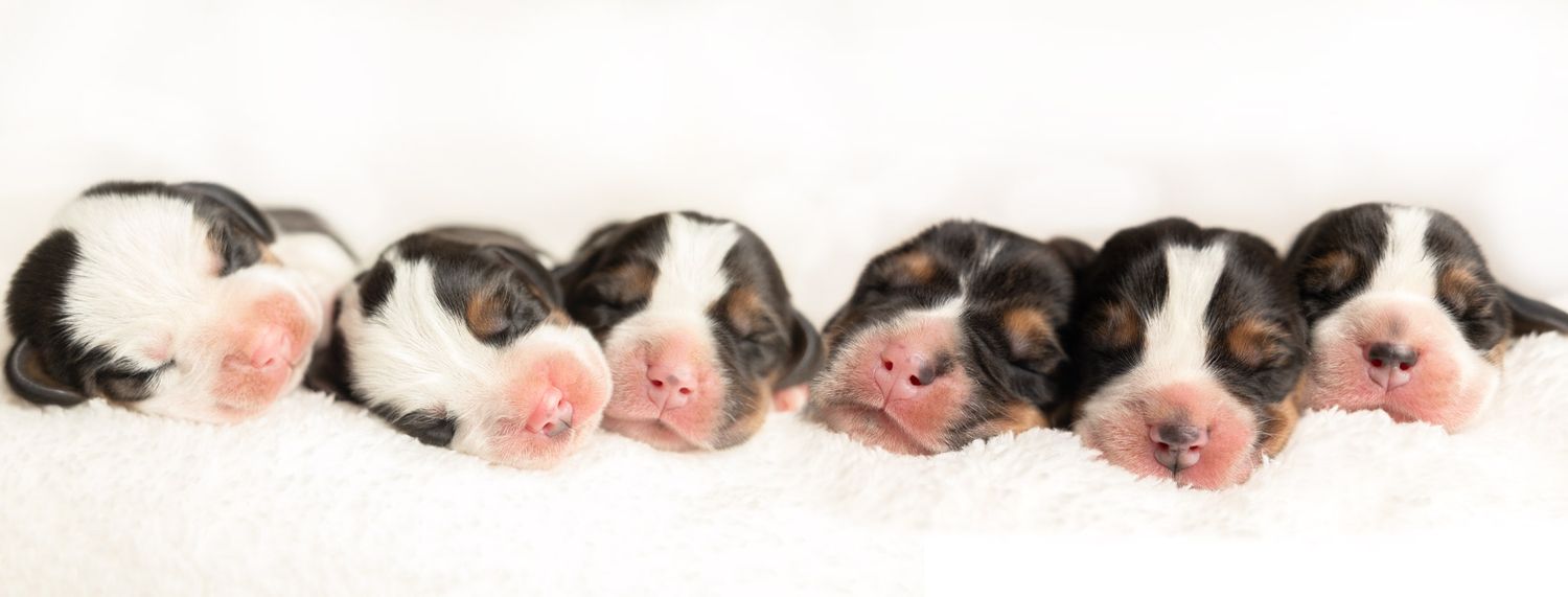 Six adorable black and white spotted puppies sleeping in a row on a white background.