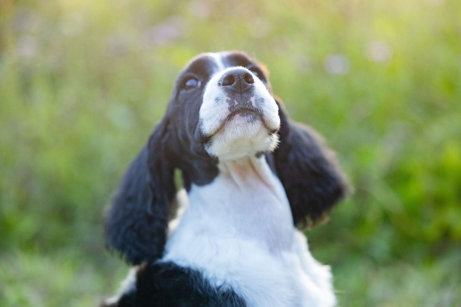 a young black and white English springer spaniel puppy looking into the sky .