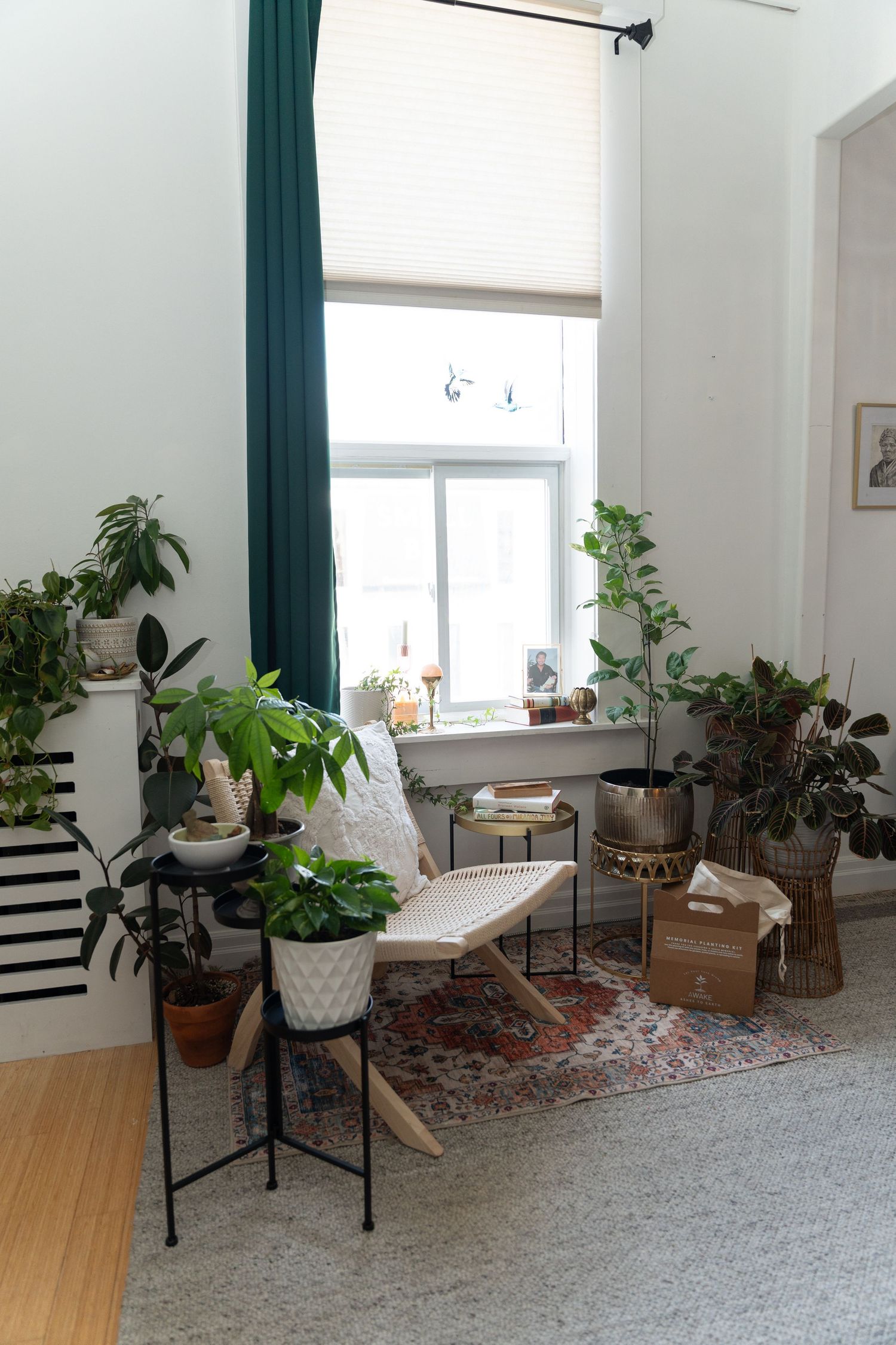 A bright living space with grey carpet, emerald curtains, and potted plants arranged near windows and walls.
