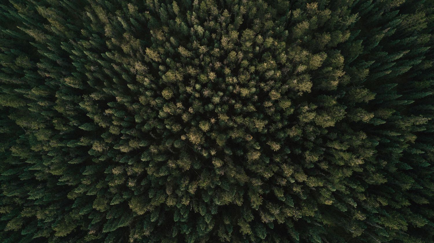 Aerial view of a dense evergreen forest with dark green treetops stretching across the landscape.