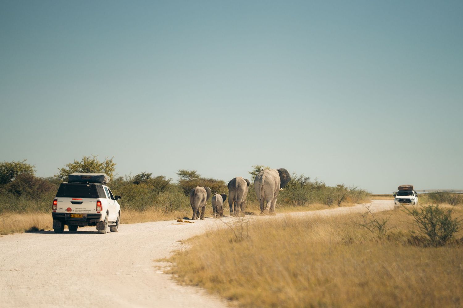 un 4x4 qui roule sur une piste en terre derrière une famille d'éléphants au parc national d'etosha lors d'un safari