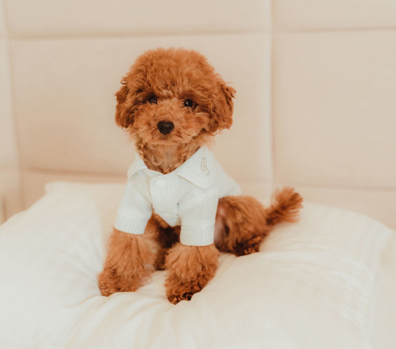 Adorable goldendoodle puppy wearing white collared shirt while resting on white bedding.