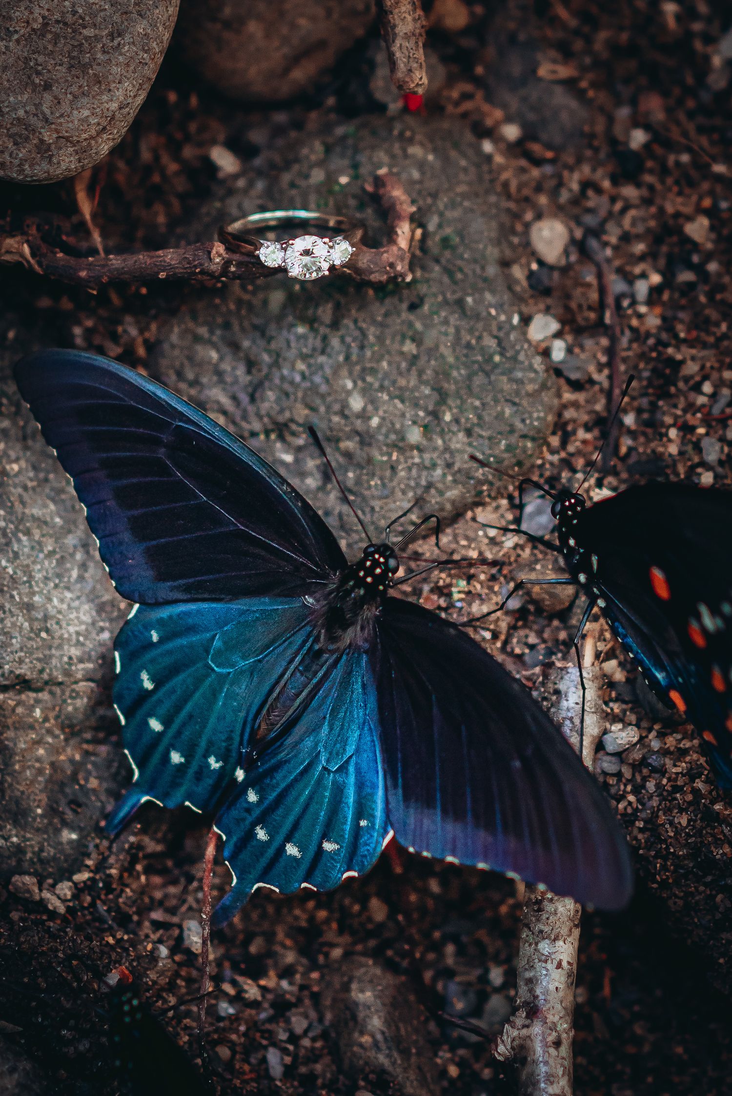 A vibrant blue Pipevine Swallowtail butterfly rests on dark rocky ground with hints of another dark butterfly nearby.