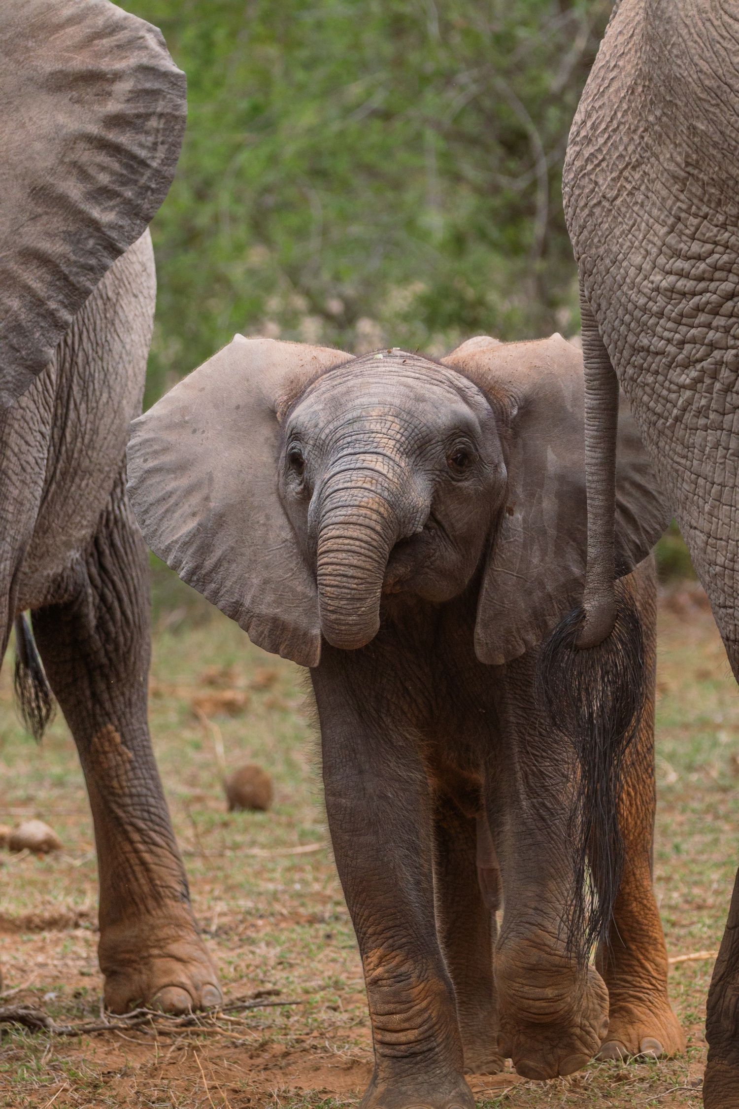 Luzaan Wildlife Photography
