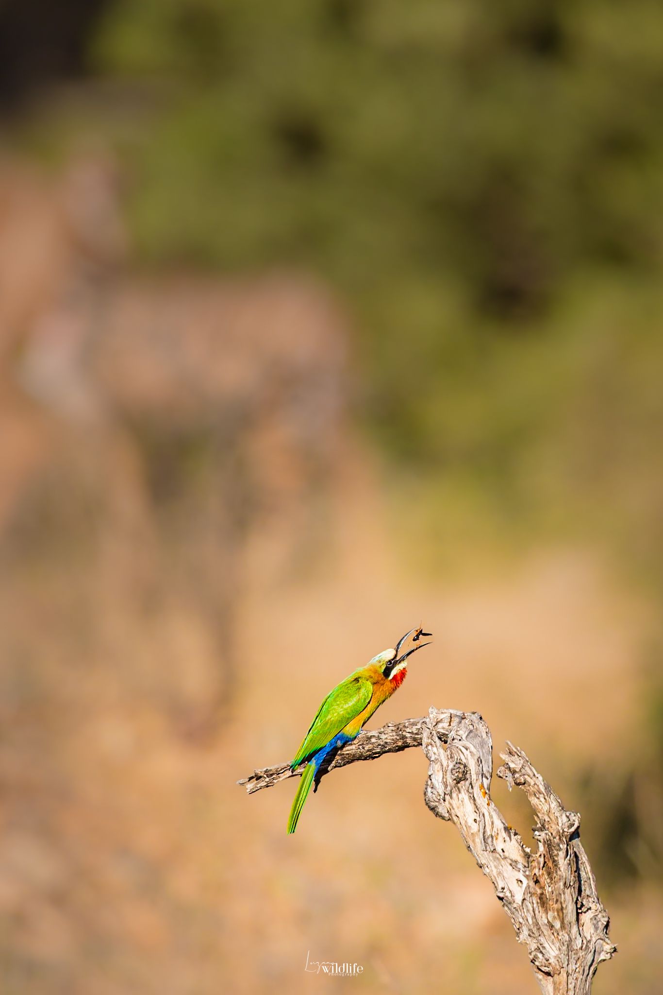 Luzaan Wildlife Photography