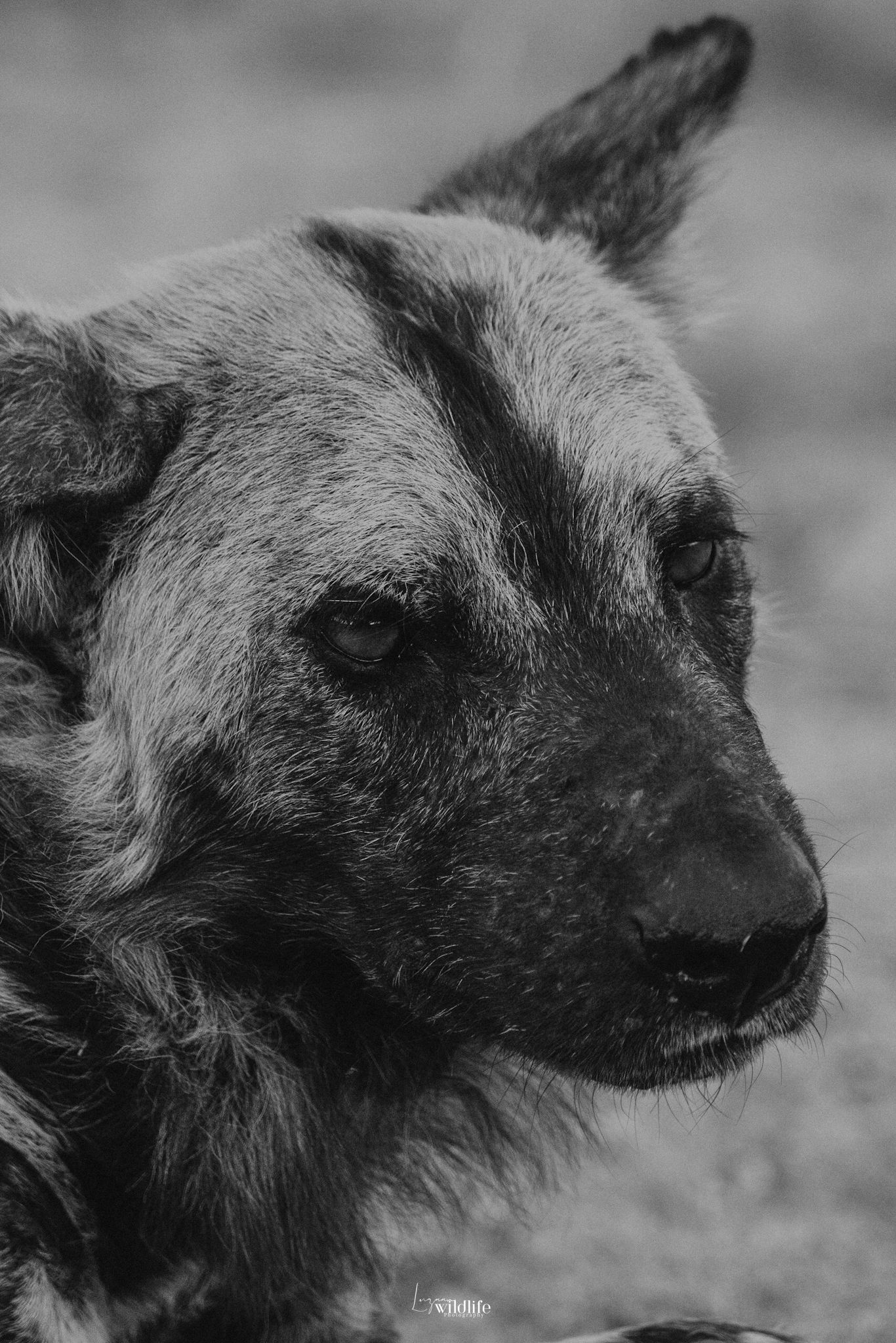 Luzaan Wildlife Photography