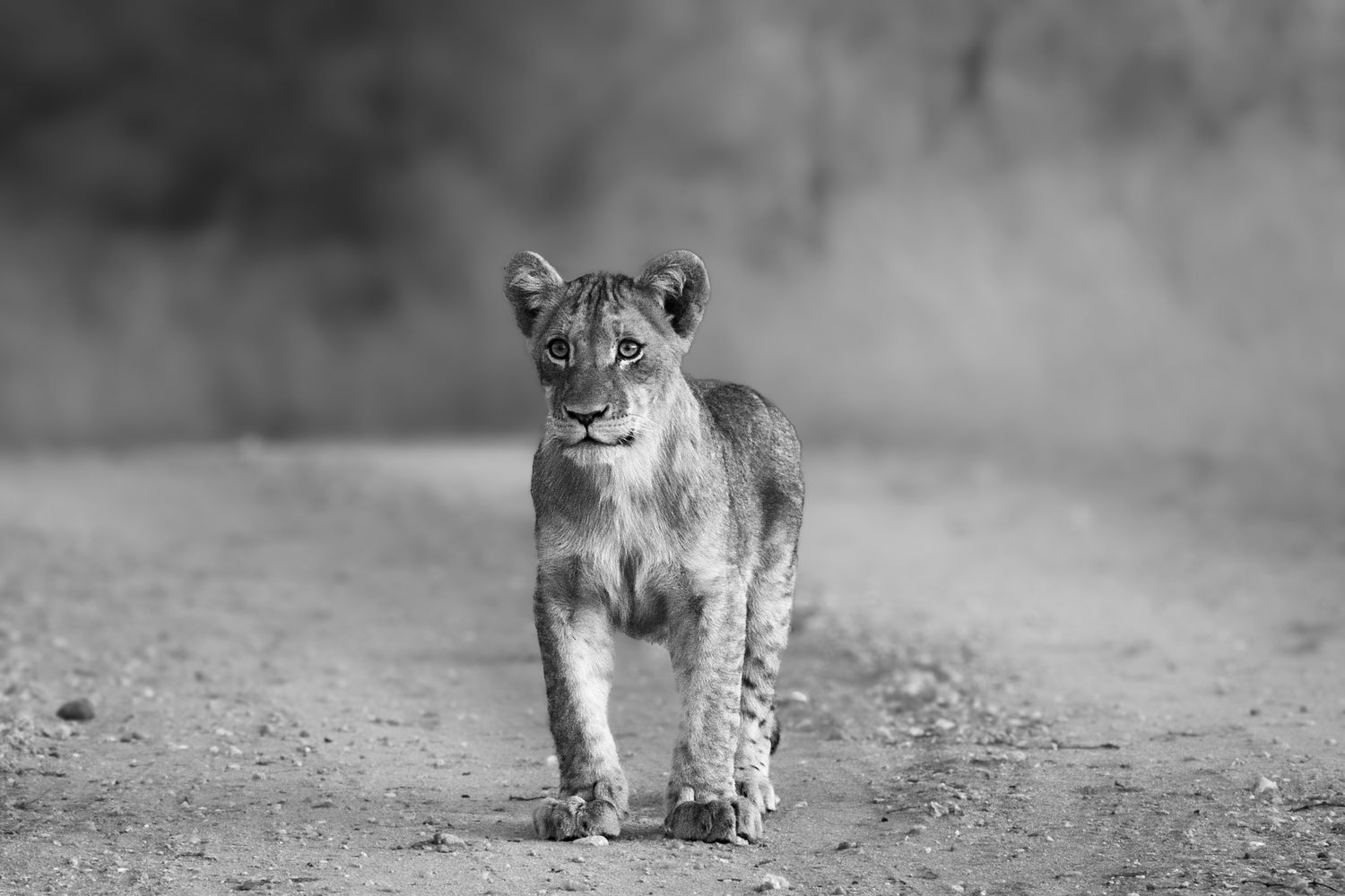 Luzaan Wildlife Photography