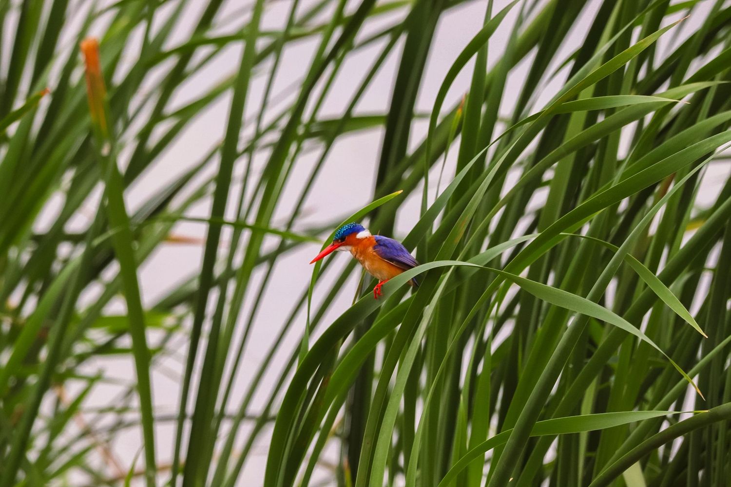 Luzaan Wildlife Photography