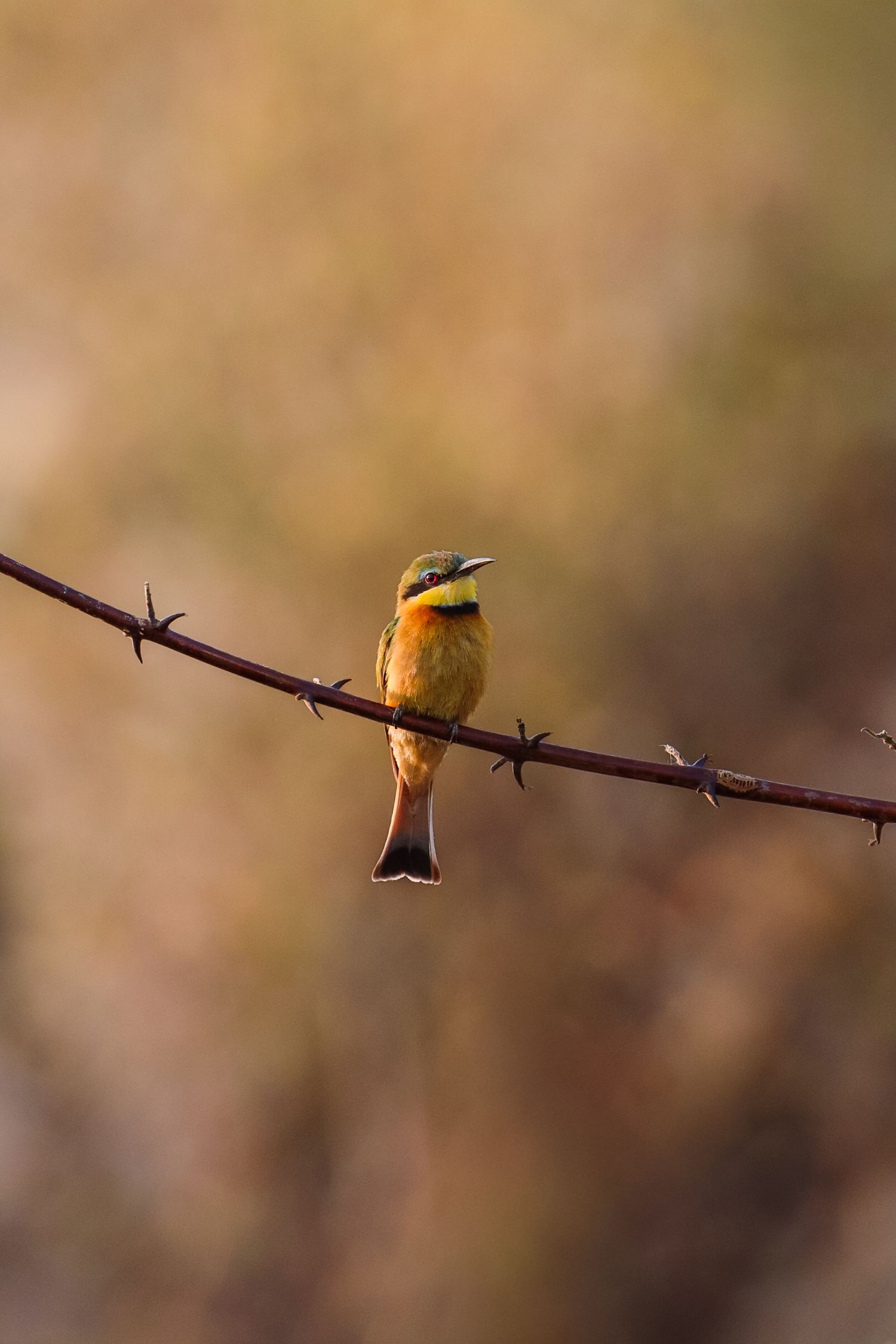 Luzaan Wildlife Photography