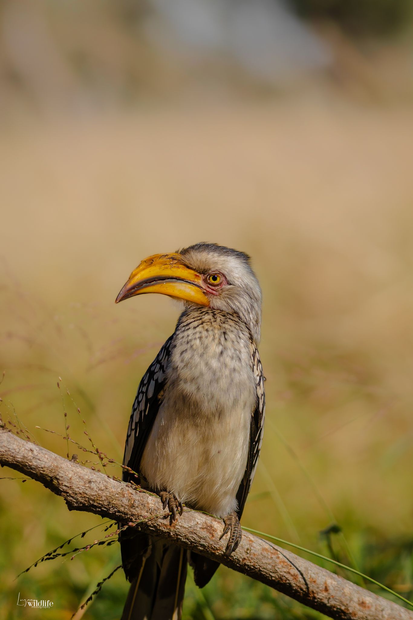 Luzaan Wildlife Photography