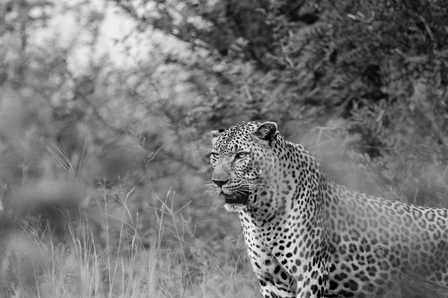 Luzaan Wildlife Photography