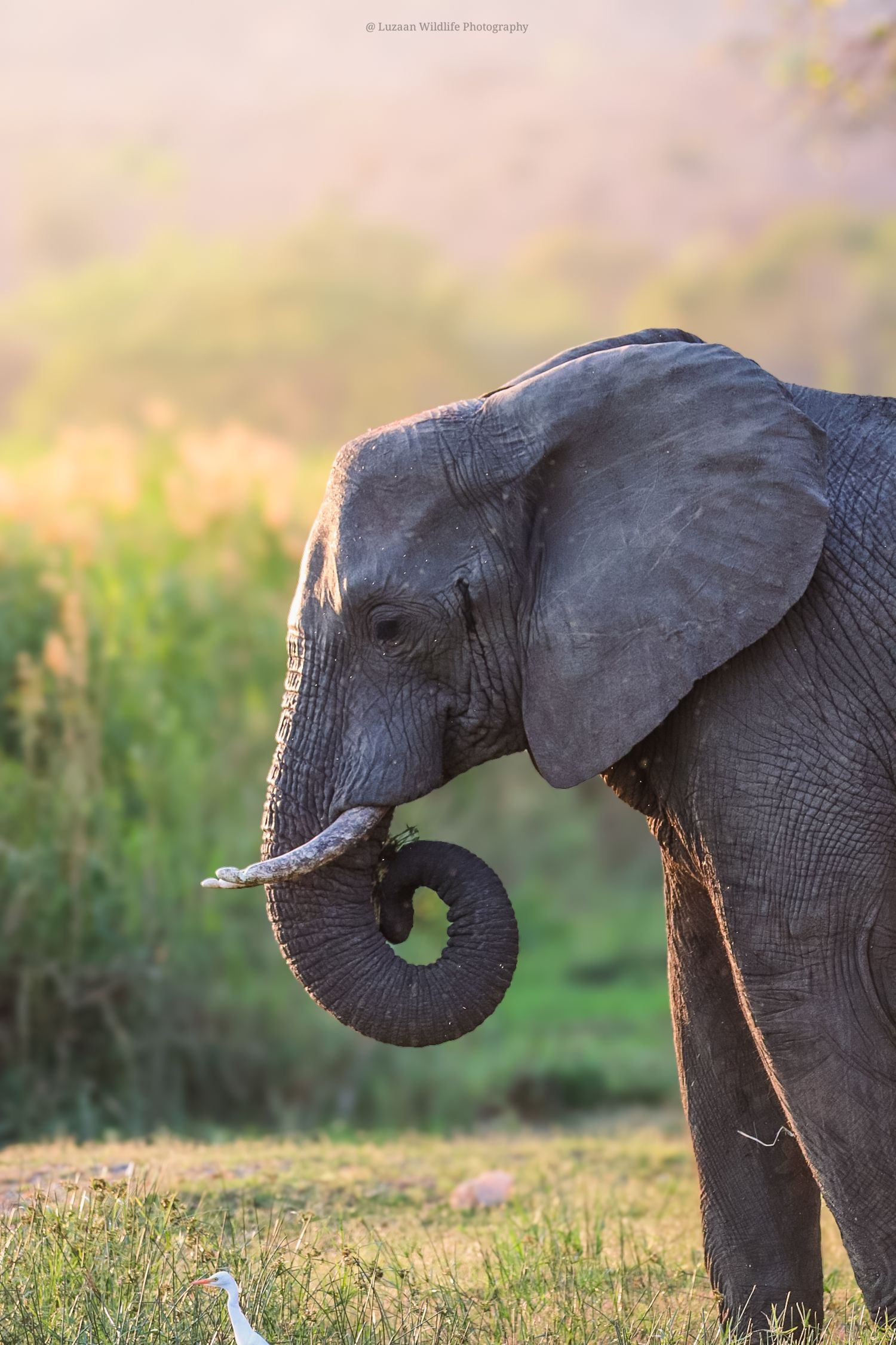 Luzaan Wildlife Photography