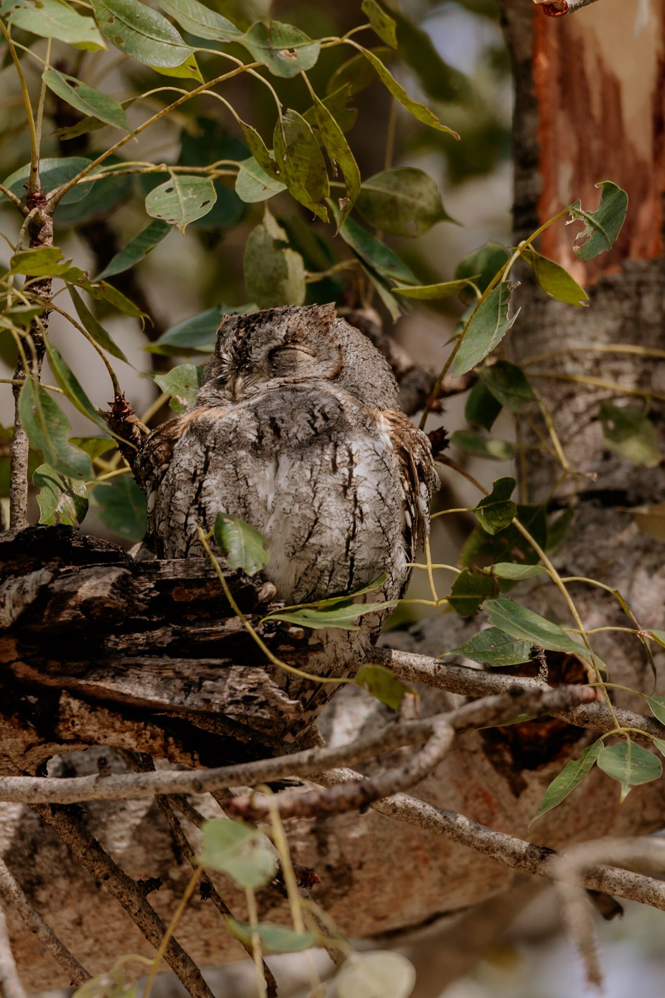 Luzaan Wildlife Photography