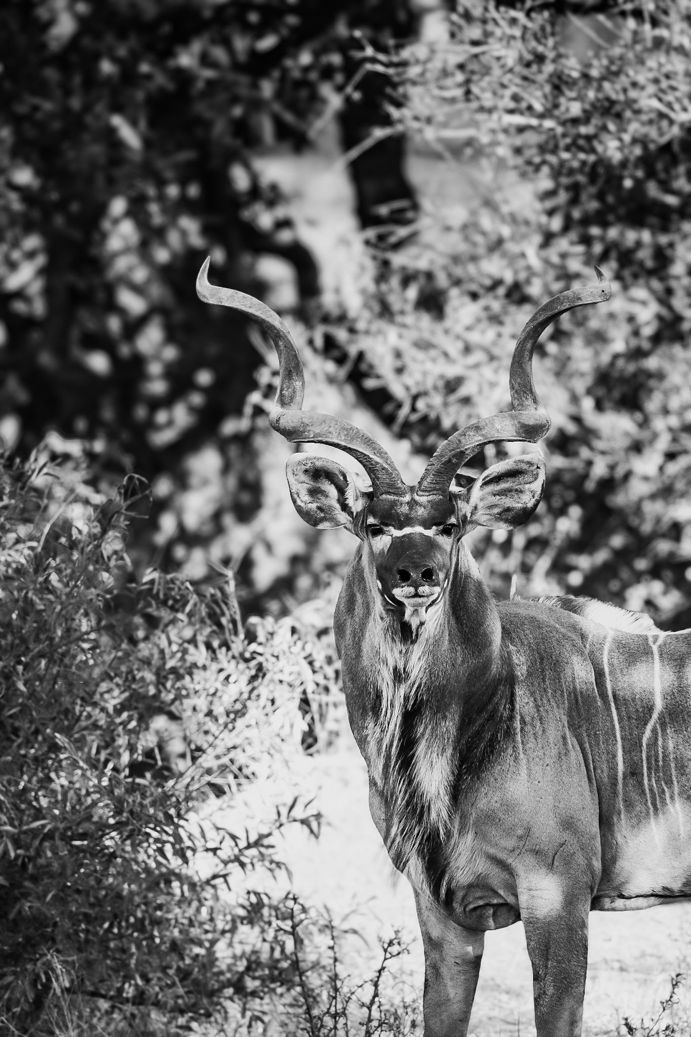Luzaan Wildlife Photography