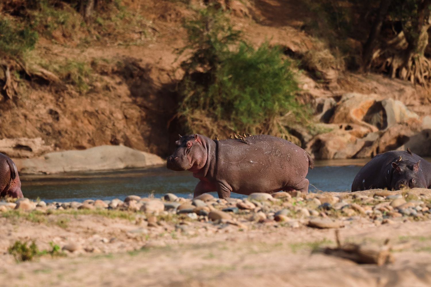 Luzaan Wildlife Photography