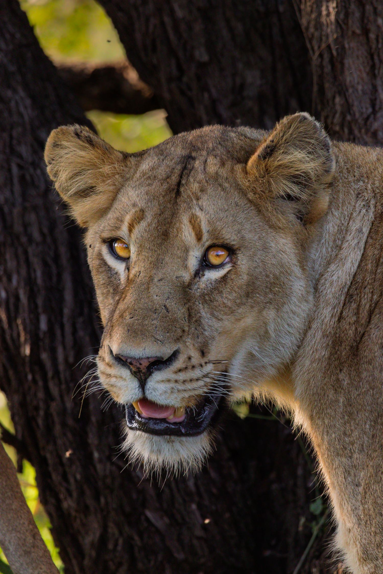 Luzaan Wildlife Photography