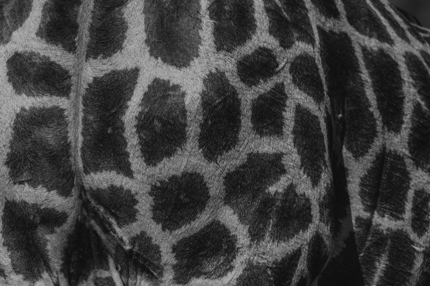 Luzaan Wildlife Photography