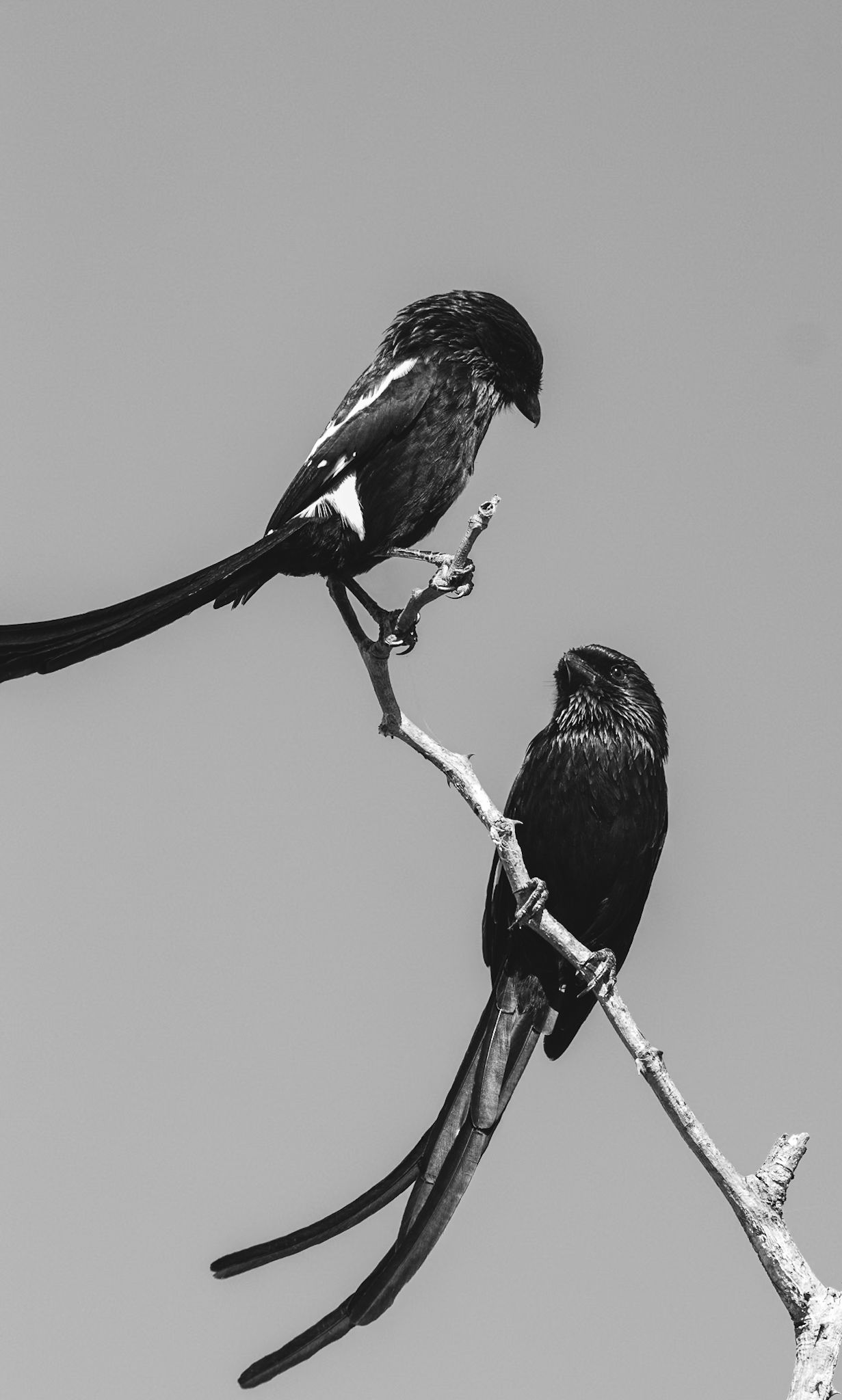 Luzaan Wildlife Photography