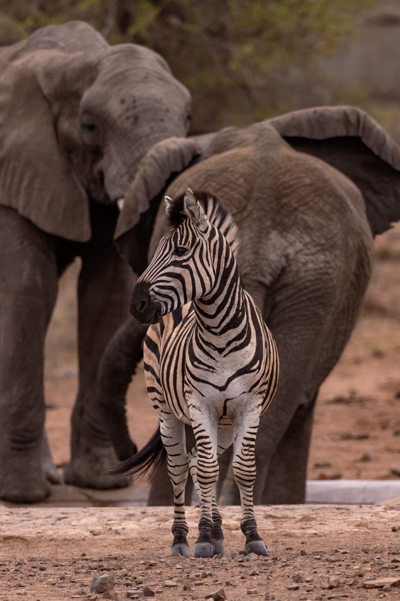 Luzaan Wildlife Photography
