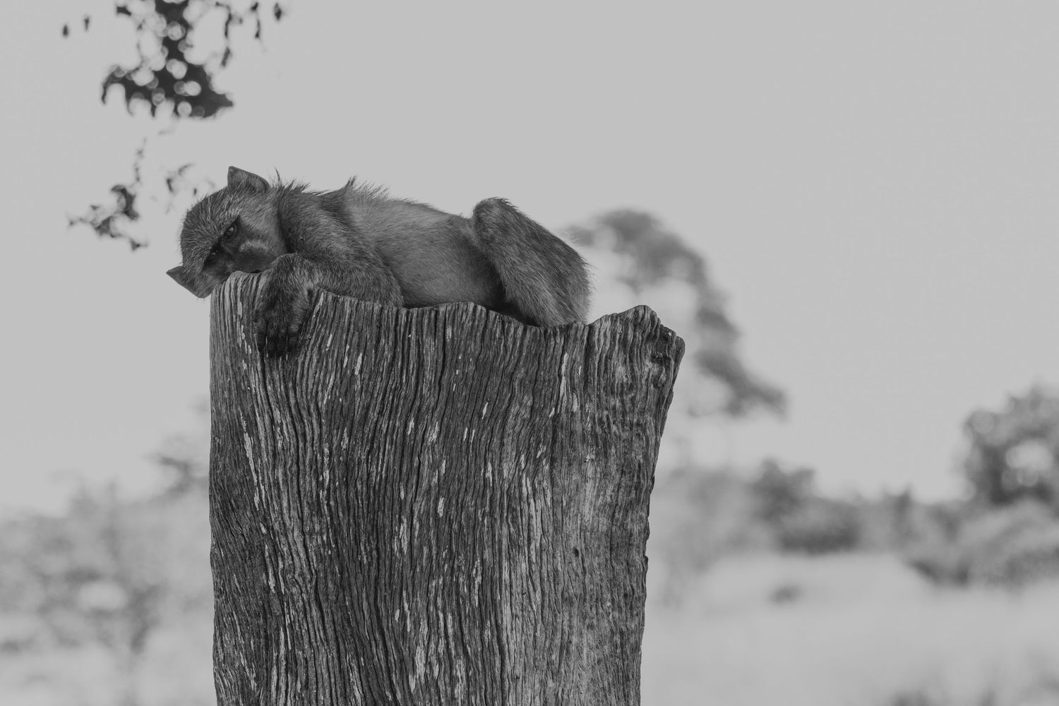 Luzaan Wildlife Photography