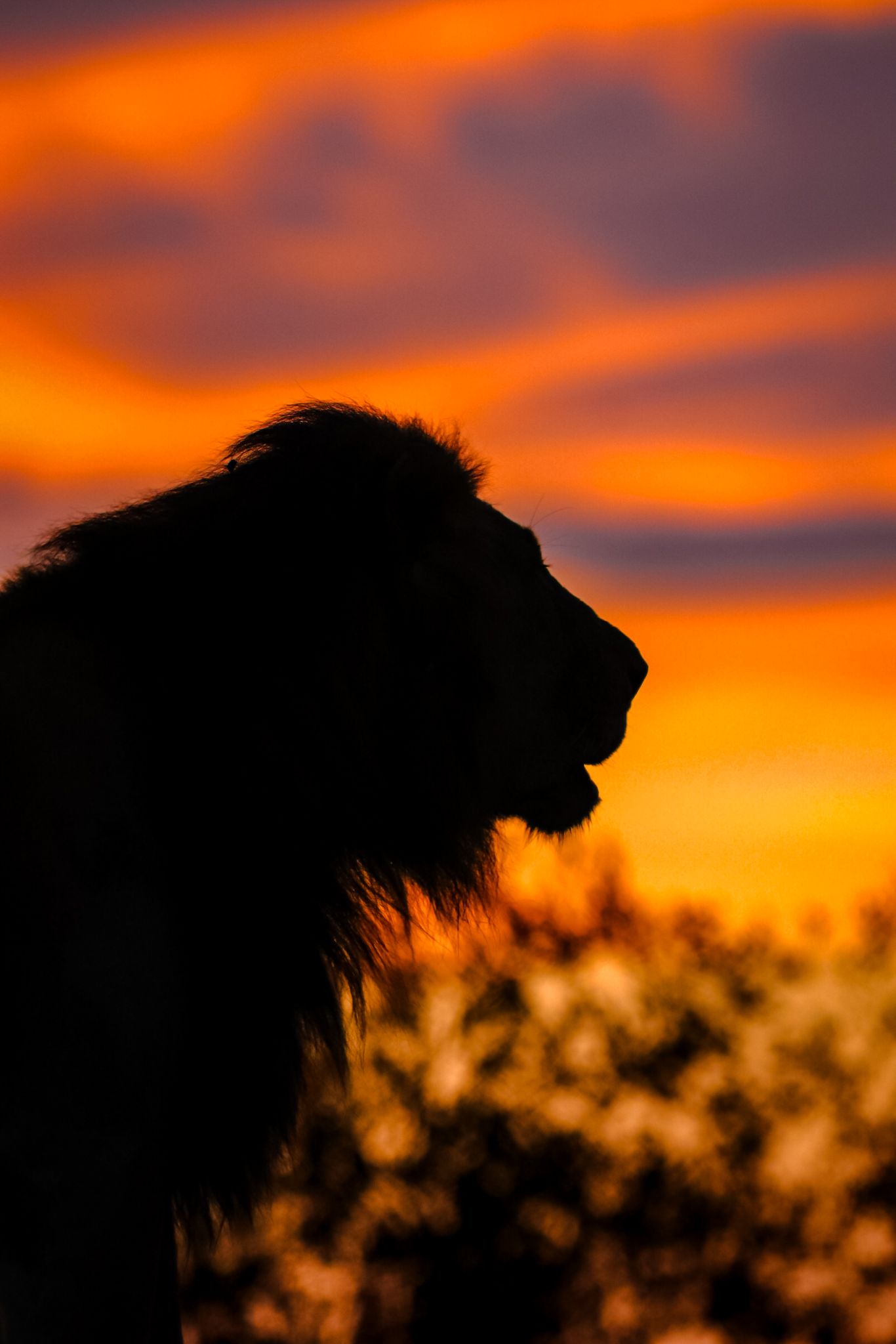 Luzaan Wildlife Photography