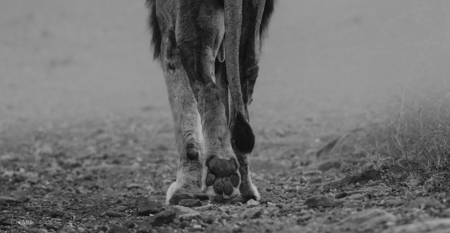 Luzaan Wildlife Photography