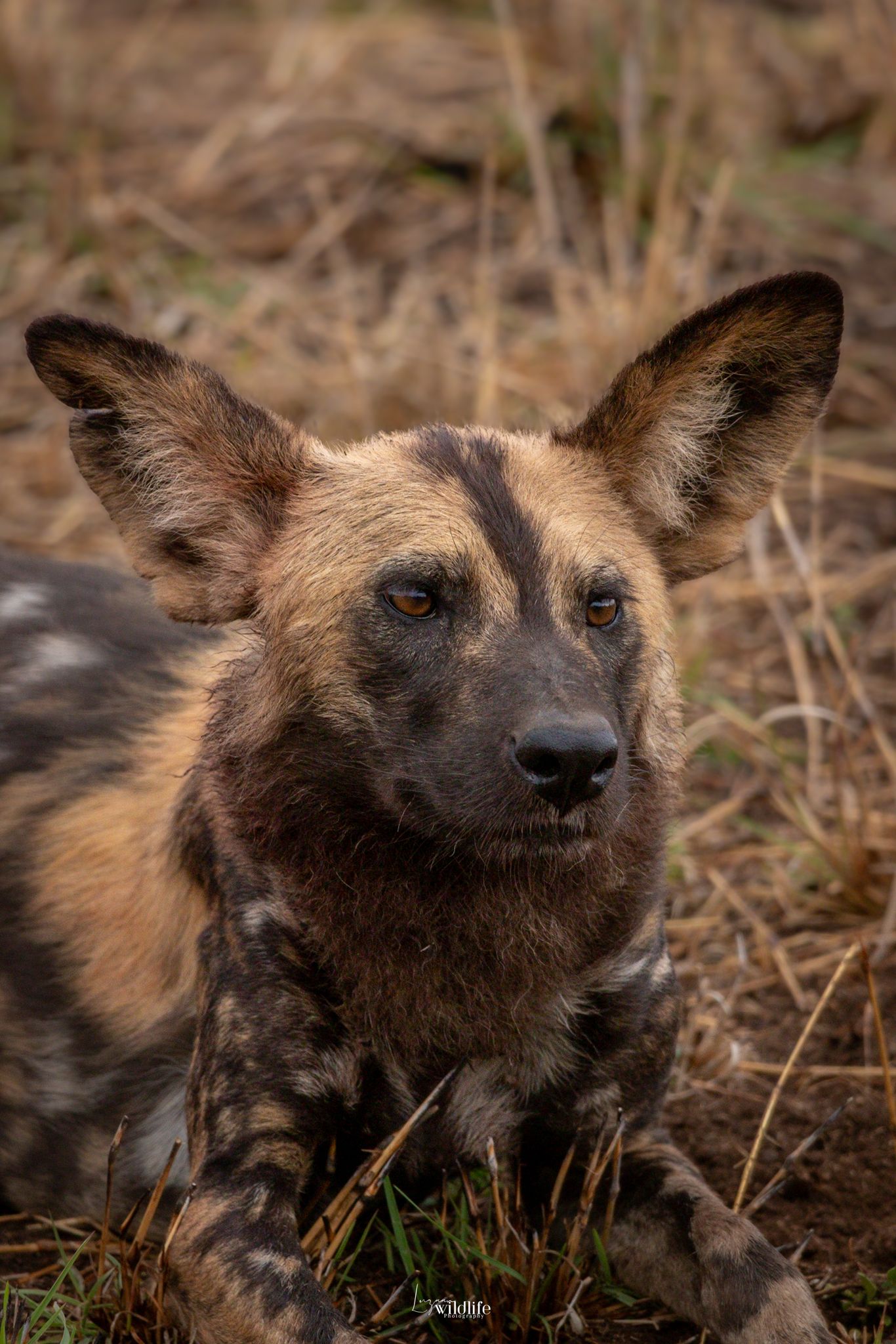 Luzaan Wildlife Photography