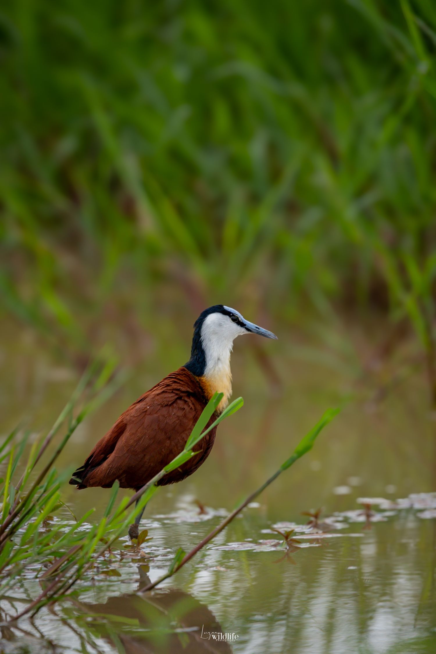 Luzaan Wildlife Photography
