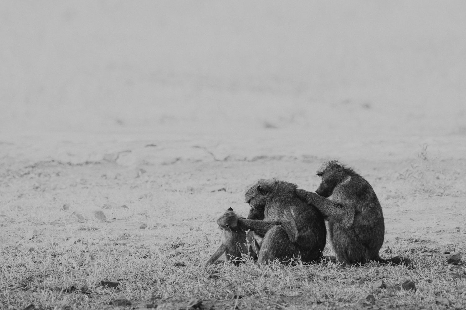 Luzaan Wildlife Photography