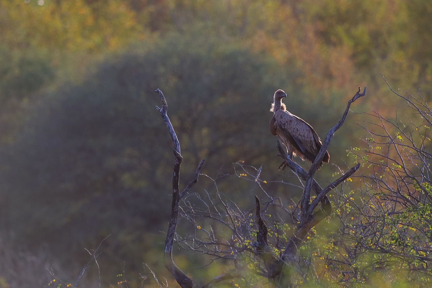 Luzaan Wildlife Photography
