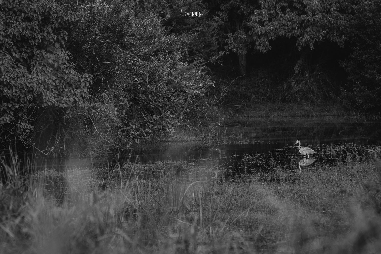 Luzaan Wildlife Photography